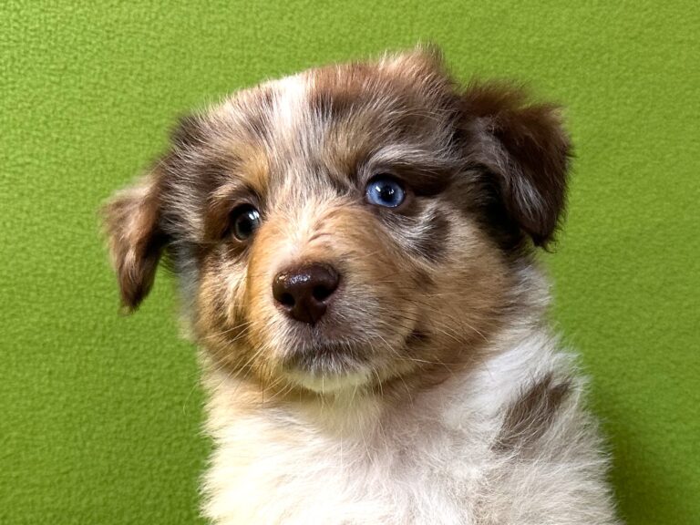Red Merle Rüde-1