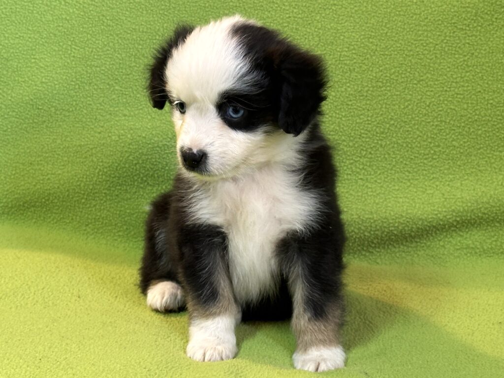 Black Tri Hündin