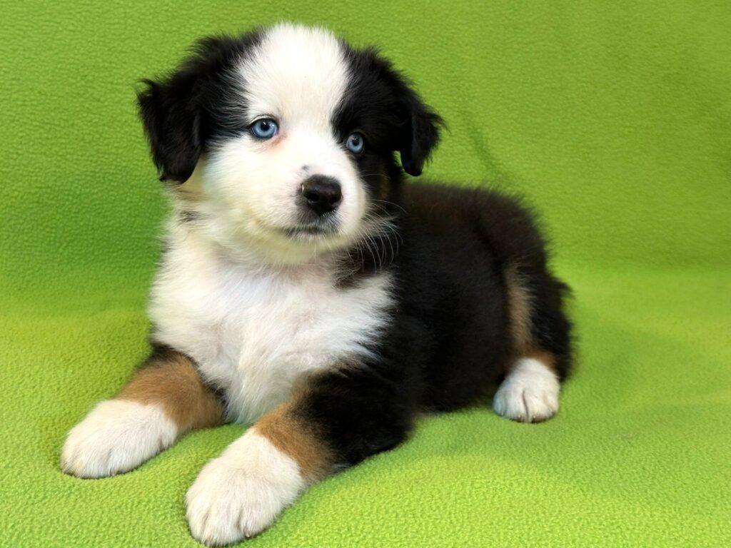 Black Tri Rüde