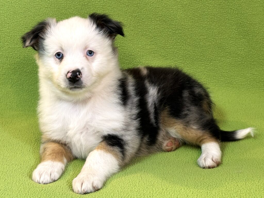 Blue Merle Hündin 2