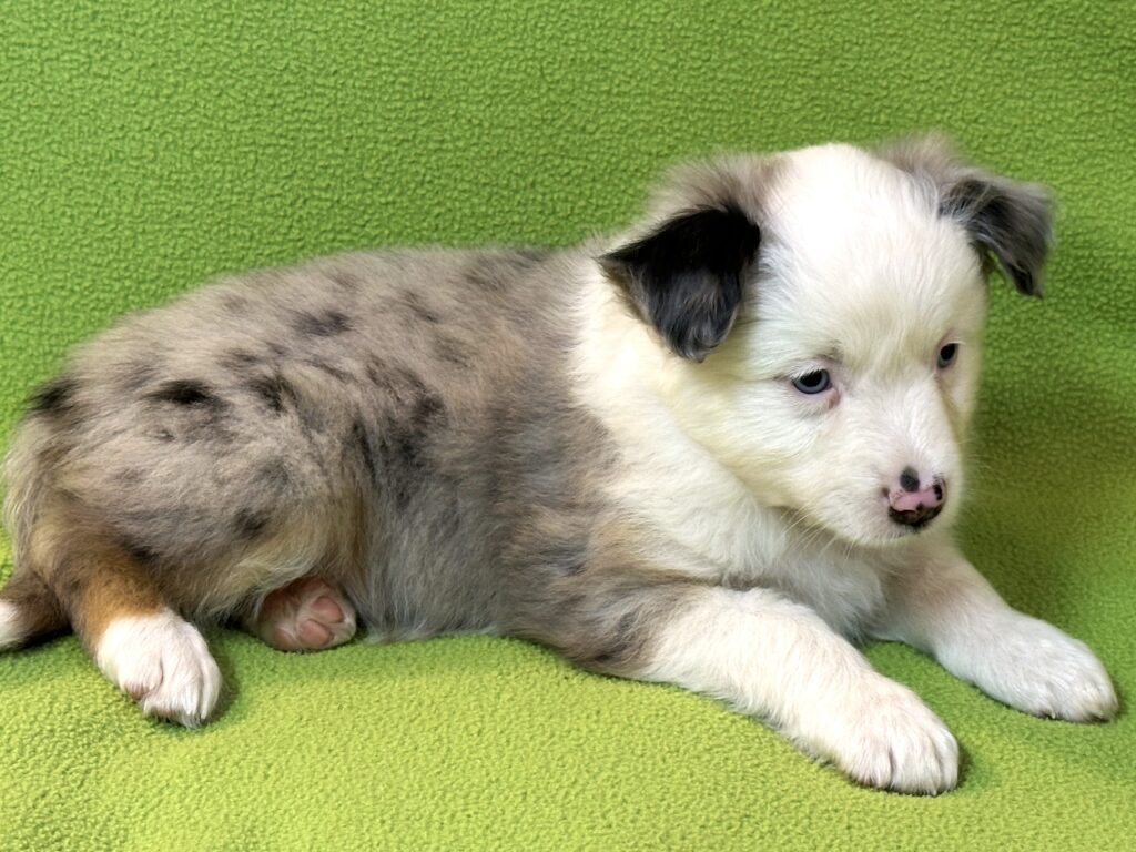 Blue Merle Hündin 3