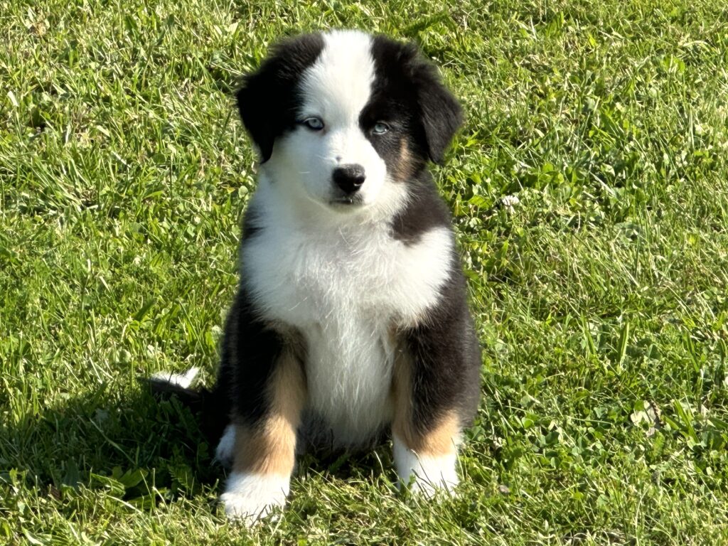 Black Tri Rüde