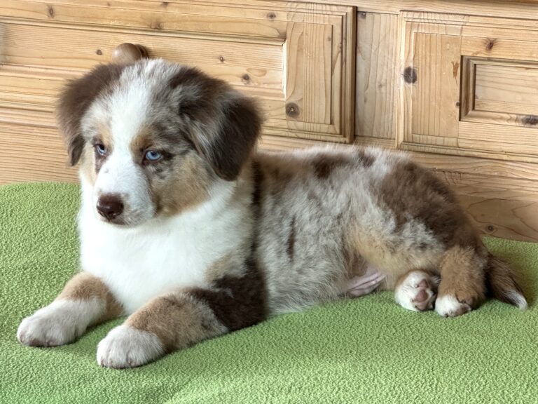 Red Merle Rüde 2