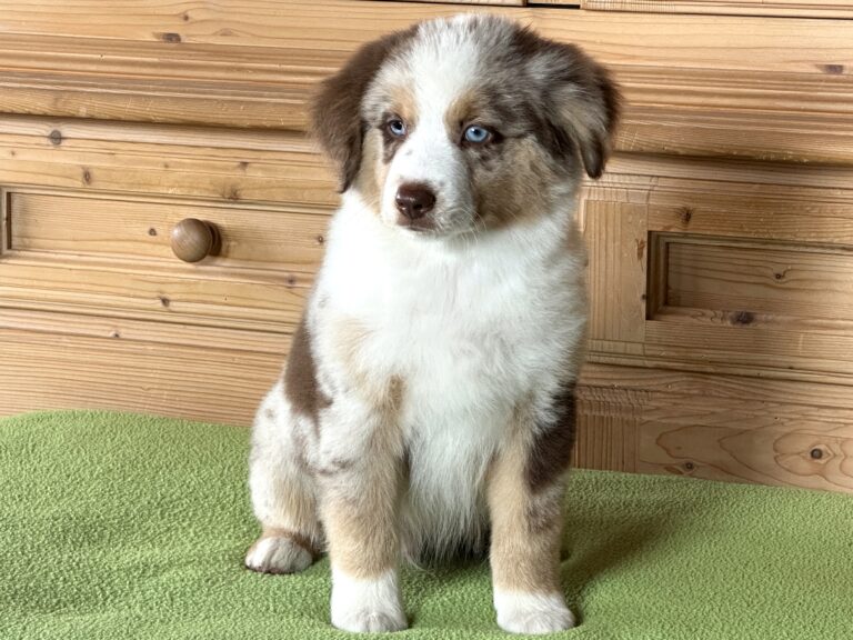 Red Merle Rüde 4