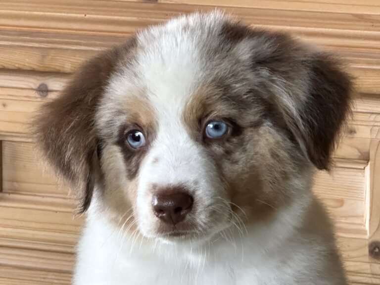 Red Merle Rüde 6