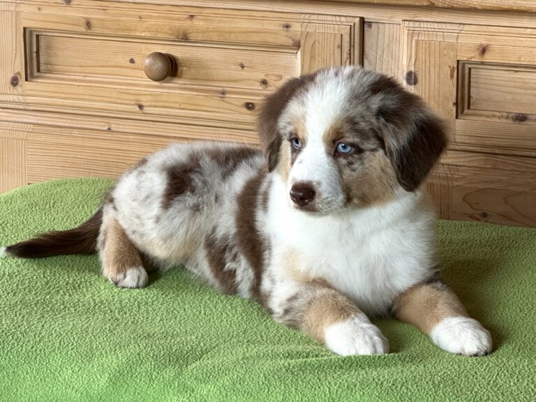 Red merle Rüde 3