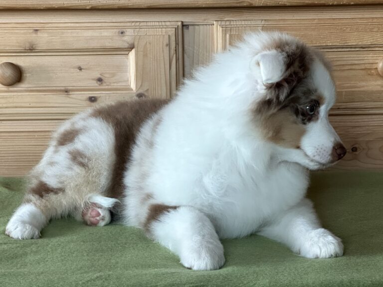 Red Merle Rüde