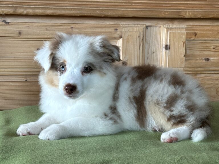 Red Merle Rüde
