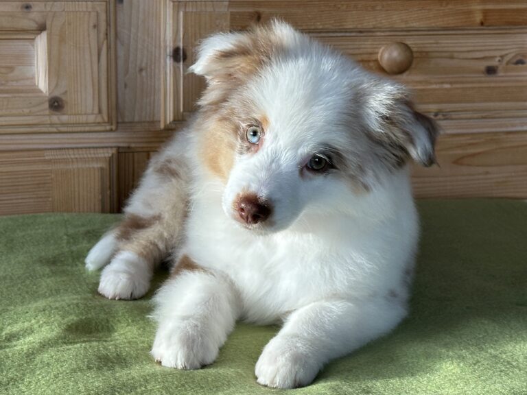 Red Merle Rüde
