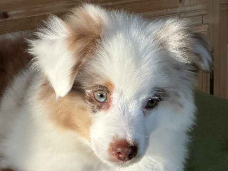 Red Merle Rüde